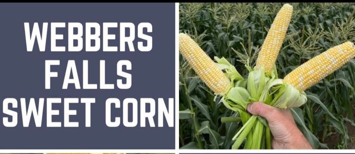Webbers Falls Sweet Corn
