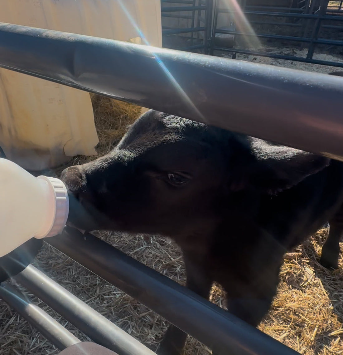 How soon is too soon to feed my newborn calf water?