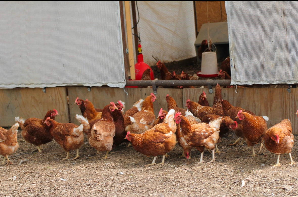 Pasture Raised Eggs